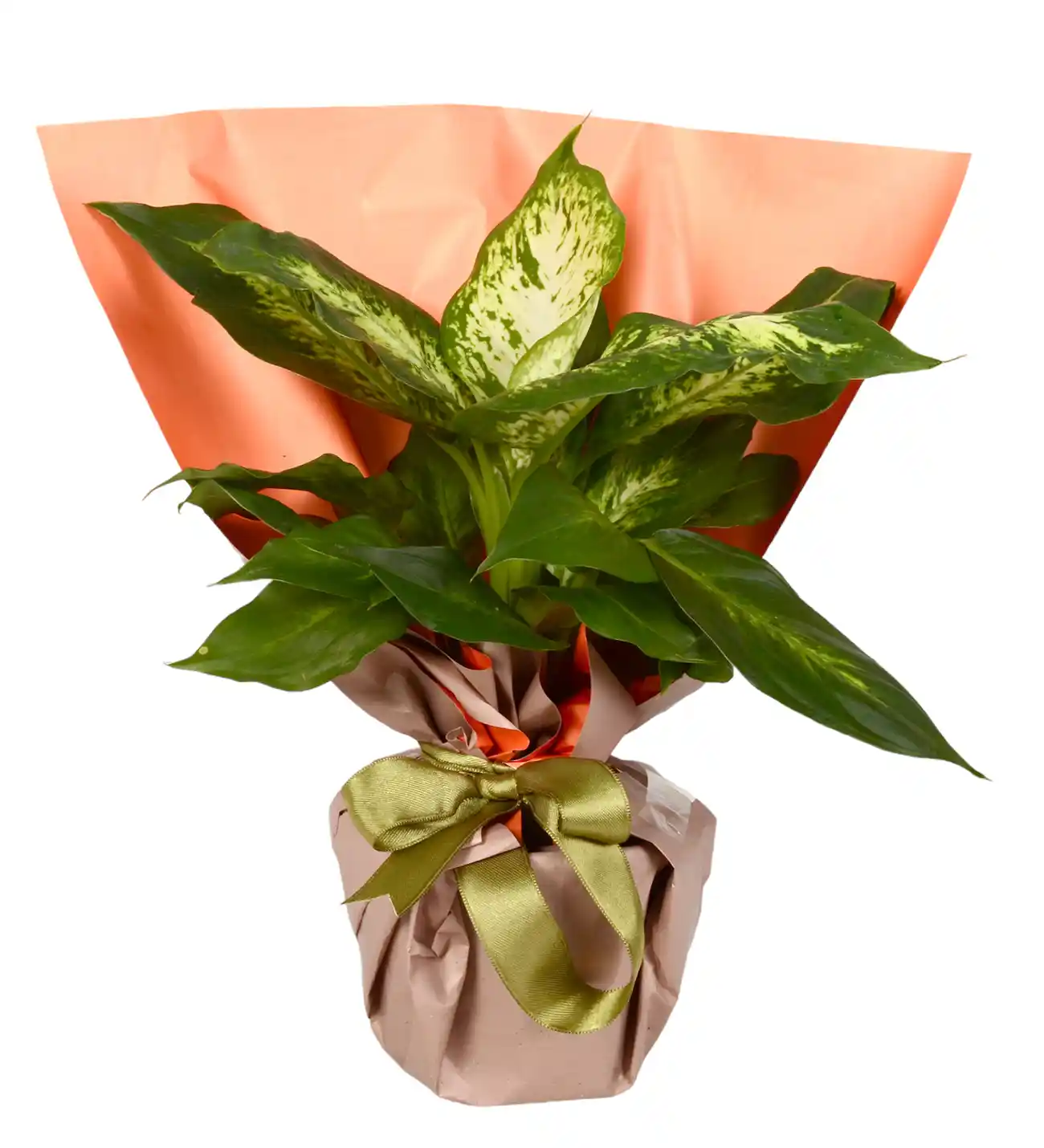 Difenbahya Çiçek Sepeti ile Dekorasyonda Zarafetin Yeni Yolu