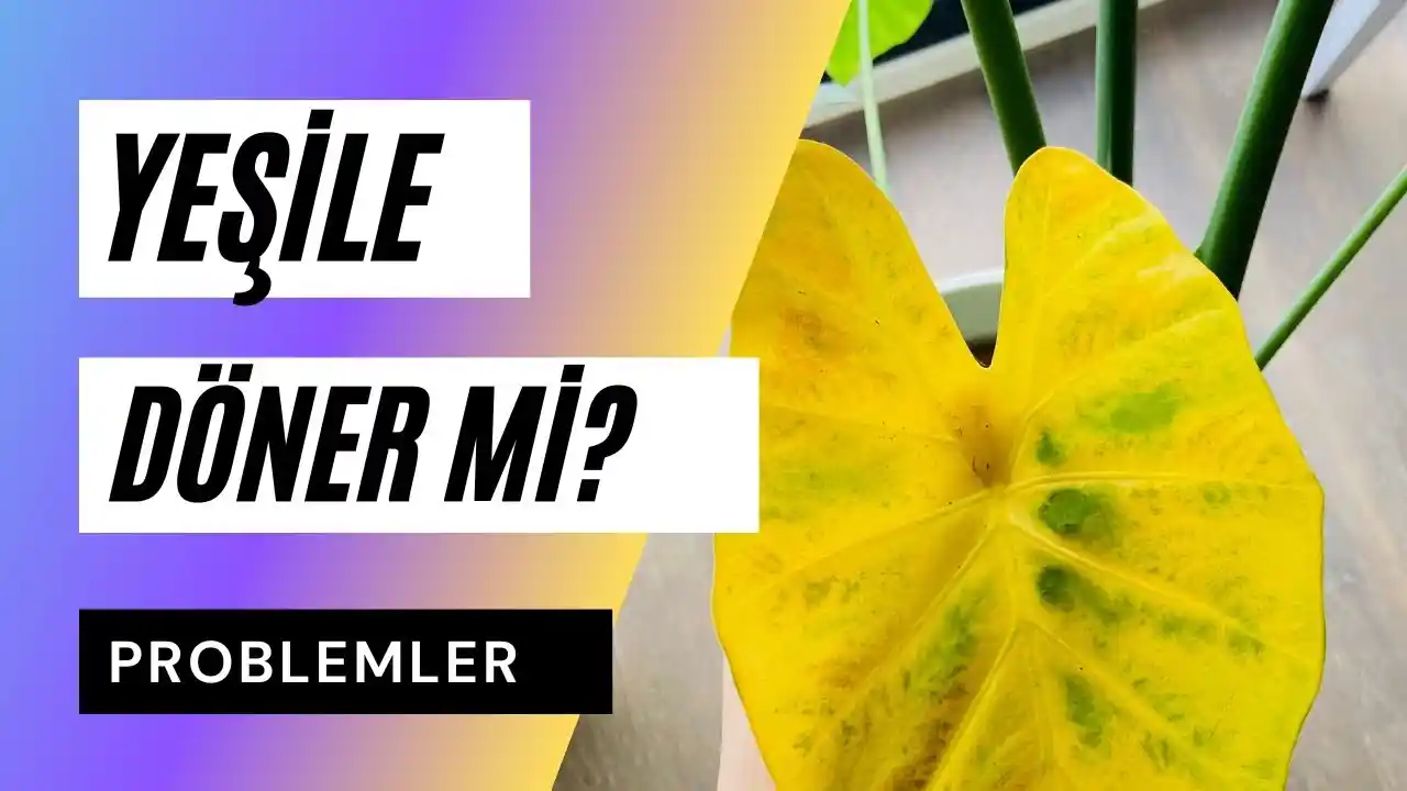 Difenbahya Sararan Yapraklar: Kesilmeli mi, Kesilmemeli mi ve Bakım İpuçları