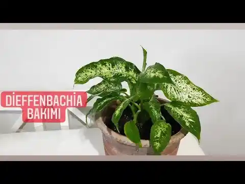 Difenbahya Toprağı Nasıl Olmalı: Dekoratif İç Mekan Bitkisi Bakımı İpuçları