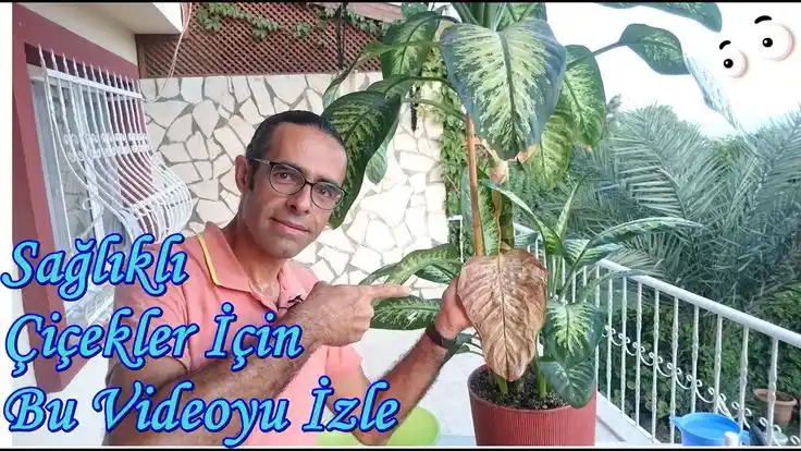 Difenbahya Yaprak Sararması Nedenleri ve Bakım İpuçları