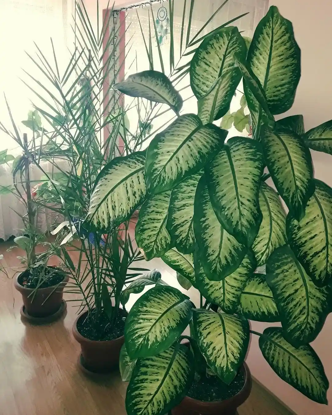 Difenbahya Yaprak Sararması Nedenleri ve Sağlıklı Büyüme İpuçları