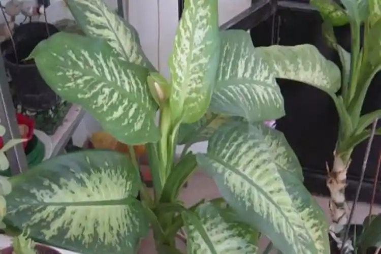 Difenbahya Yapraklarının Sararmasının Nedenleri ve Etkili Bakım İpuçları