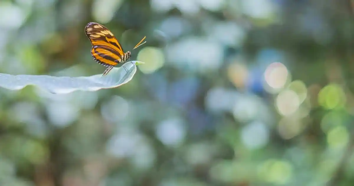 Doğal Leke Çıkarıcılar ile Dekorasyon ve Temizlikte Sağlıklı Çözümler