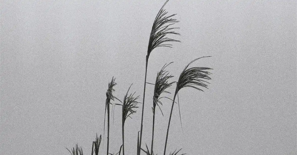 Doğum Günü Kek Standları: Dekorasyonun En Güzel ve İşlevsel Detayı