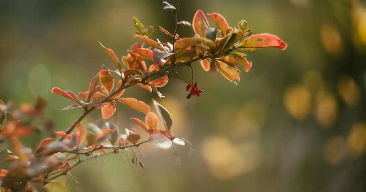Dört Mevsim Yorgan ile Konfor ve Estetiği Bir Arada Sağlayan Yatak Dekorasyonu