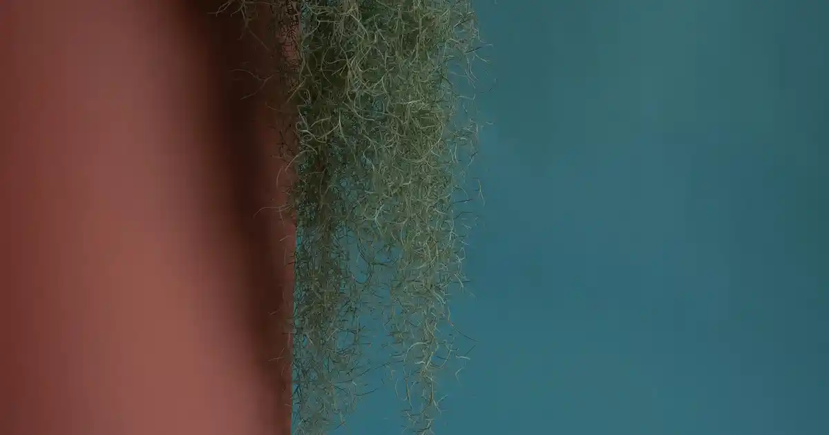 Dünya Kupası Biblo Dekorasyonuyla Şıklık ve Tutkuyu Evinizde Yansıtın