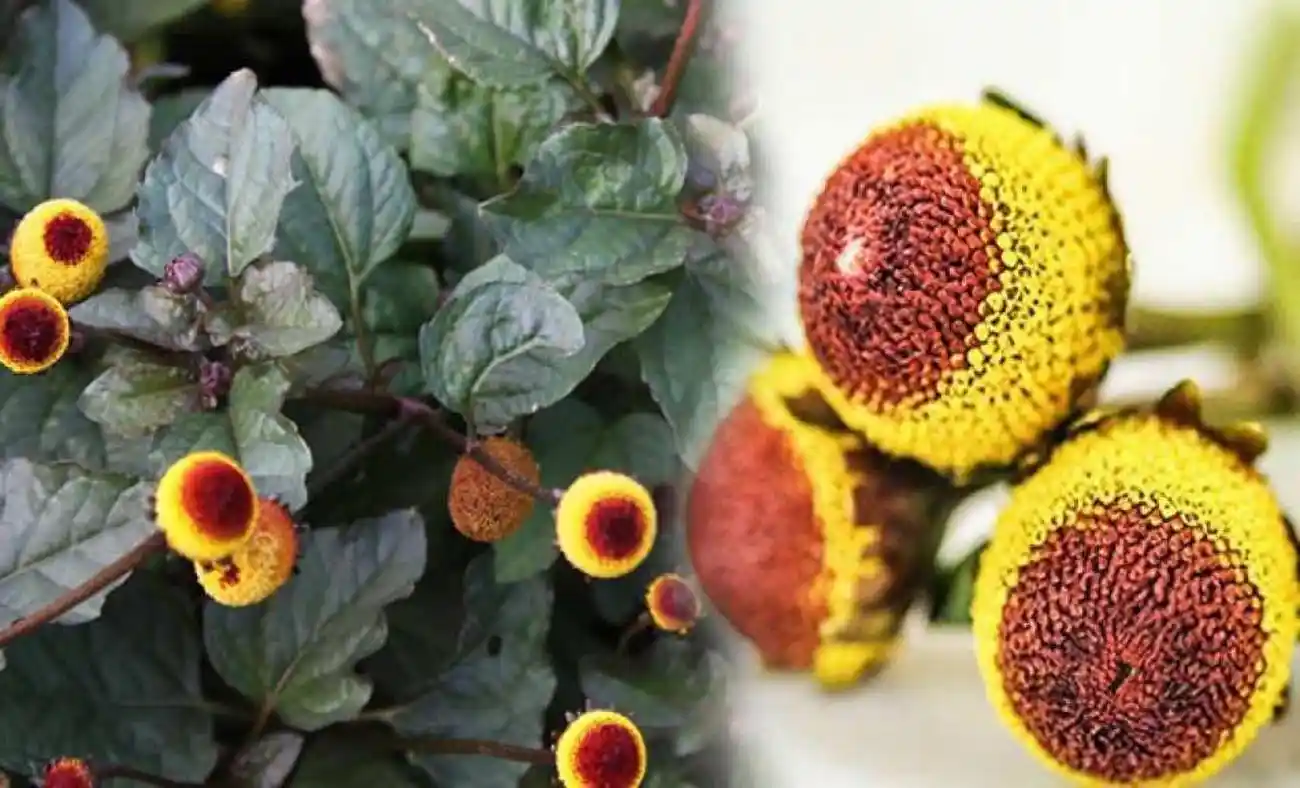 Elektrik Çiçeği ile Modern ve Estetik İç Mekan Dekorasyonu Rehberi