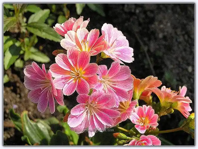 Elis Çiçeği Kolyesi ile Doğal ve Zarif Dekorasyon Fikirleri ve Uygulamaları