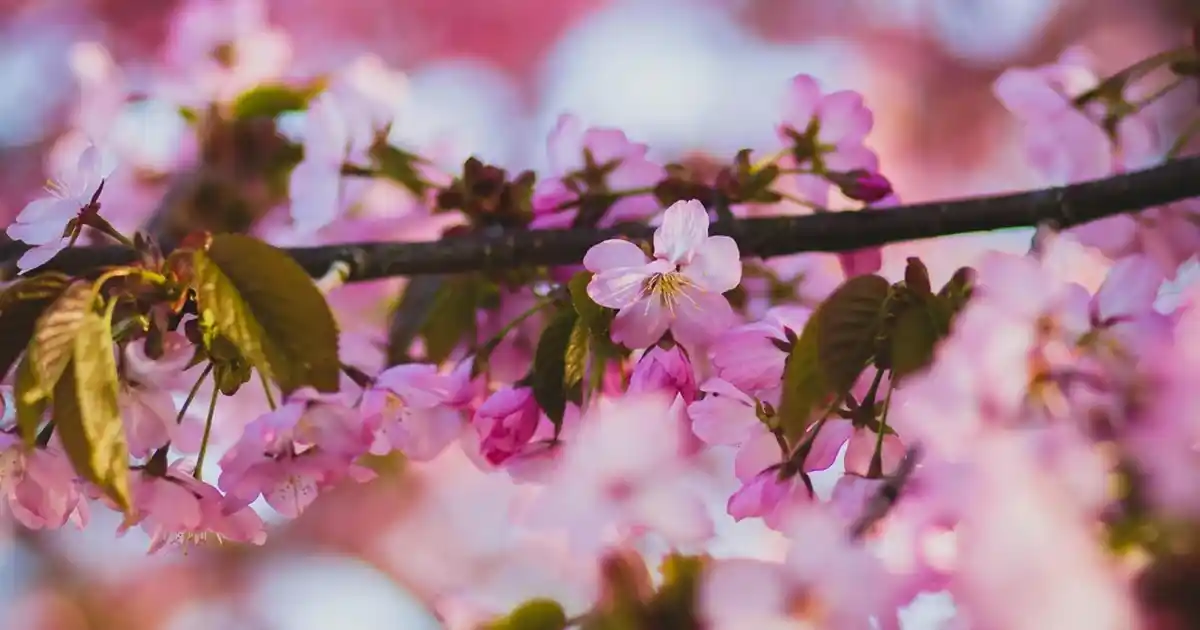 Emsan Tosca Dekorasyon Fikirleri: Zarif ve İşlevsel Tasarımlarla Ev Dekorasyonunuzu Yenileyin