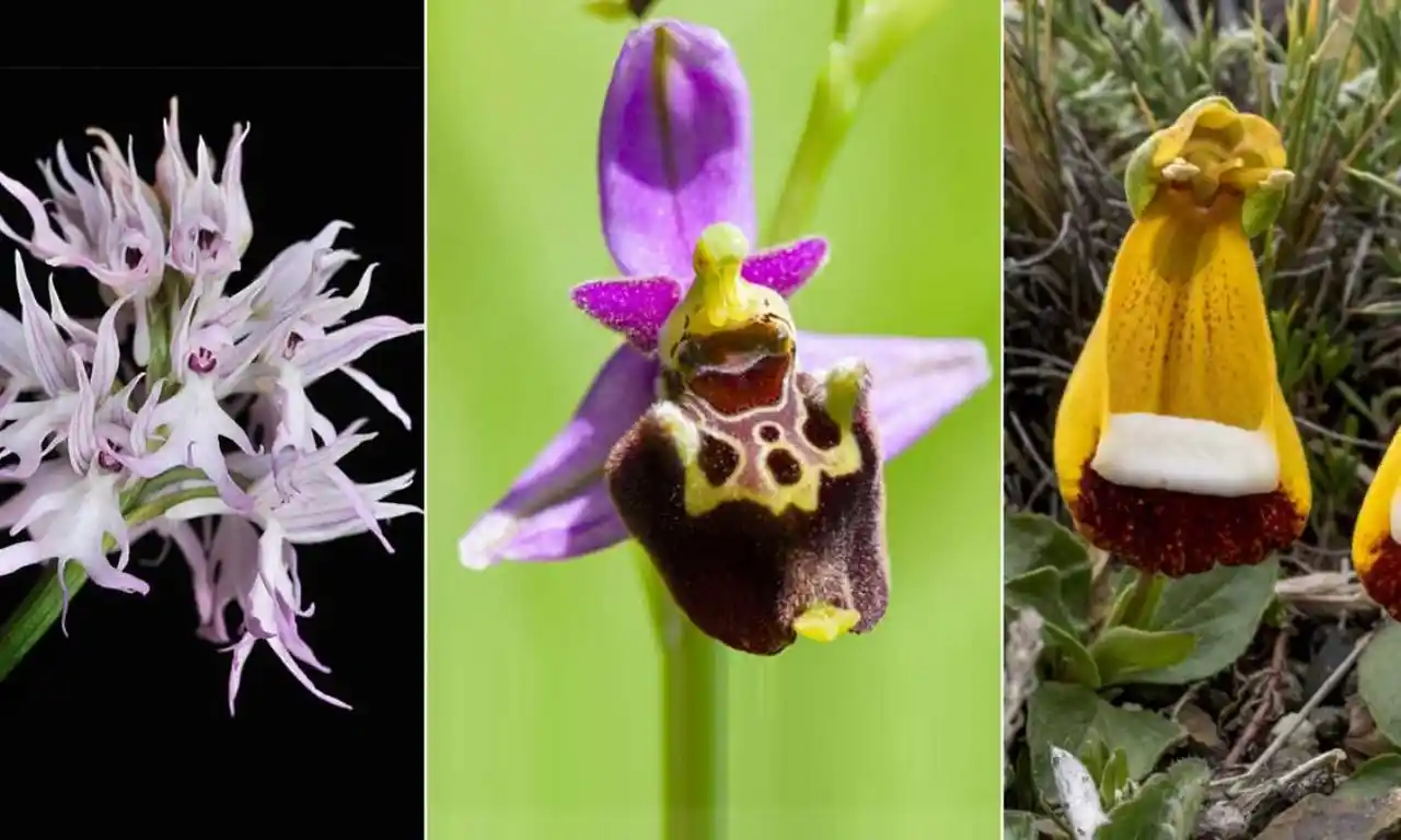 En Çirkin Çiçeklerle Dekorasyonda Yaratıcı ve Özgün Fikirler 2023