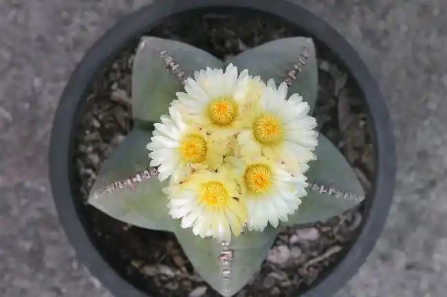 En Güzel Çiçek Açan Kaktüsler: Dekorasyonda Zarafetin Simgesi