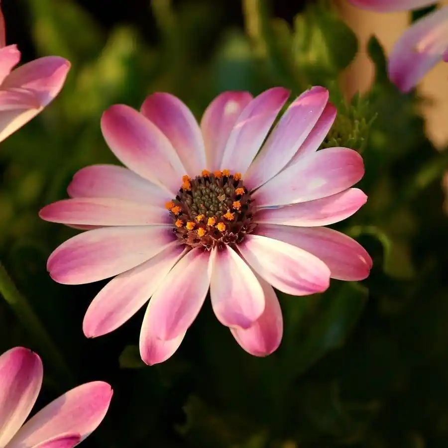 En Güzel Çiçek Fotoğraflarıyla Dekorasyonda Doğanın Zarafetini Yansıtın