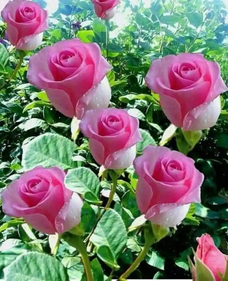 En Güzel Pembe Güllerle Dekorasyonda Zarafetin Simgesi ve Kullanım İpuçları