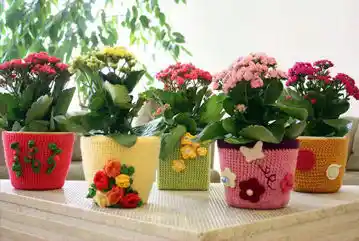 En Güzel Saksı Çiçekleri ile Dekorasyonunuzu Canlandırın ve Mekânlara Renk Katın