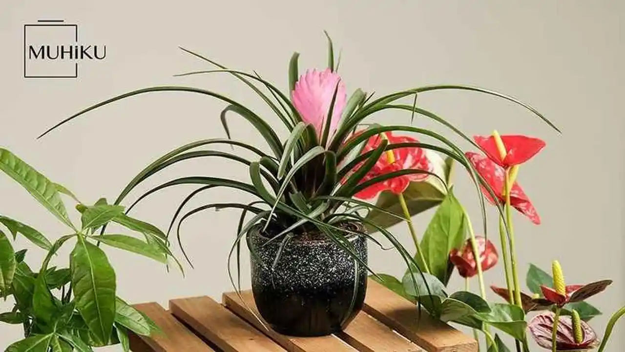 En Zarif Çiçeklerle Dekorasyonunuzu Şekillendirme Rehberi