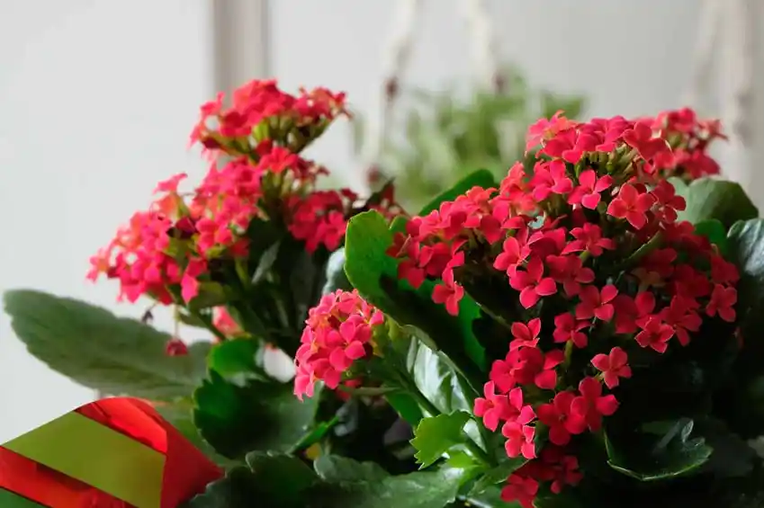 Ev Dekorasyonunda Çiçeklerin Rolü ve En Popüler Bitki Türleri Hakkında Rehber