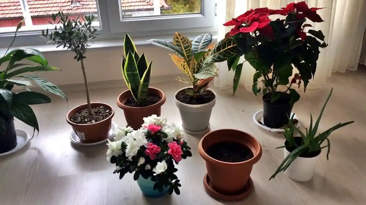 Ev Dekorasyonunda Saksı Çiçekleriyle Şık ve Doğal Bir Atmosfer Yaratma Rehberi