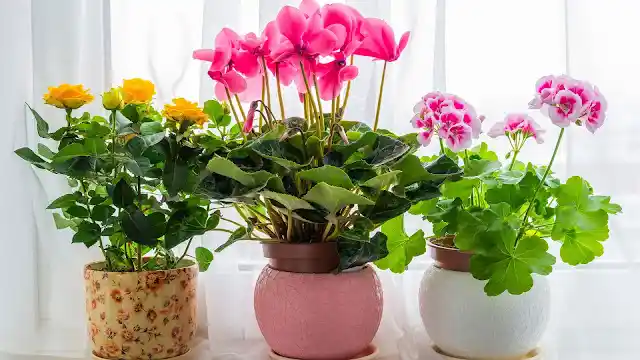 Ev Dekorasyonunda Sık Tercih Edilen Çiçekler ve İsimleri Rehberi