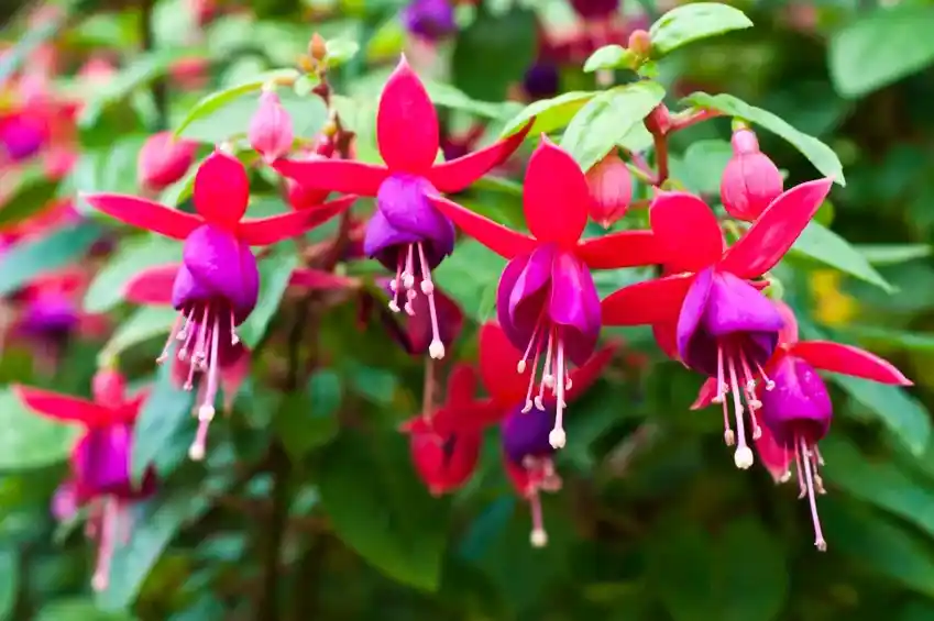 Ev Dekorasyonunda Zarif Çiçek Seçenekleri ve Dekorasyon İpuçları