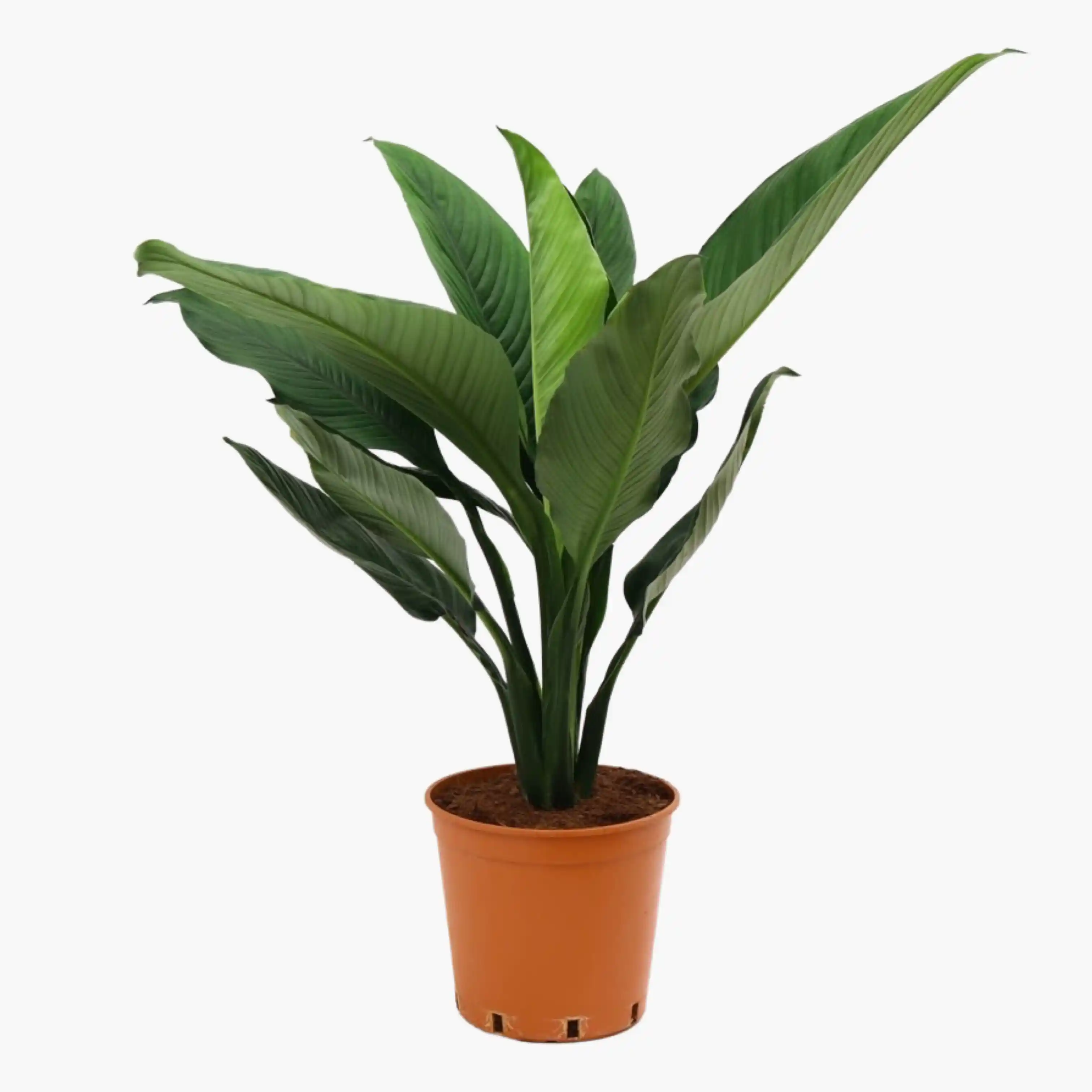 Ev Dekorasyonunda Zarif ve Anlamlı Bir Bitki Seçeneği: Barış Çiçeği