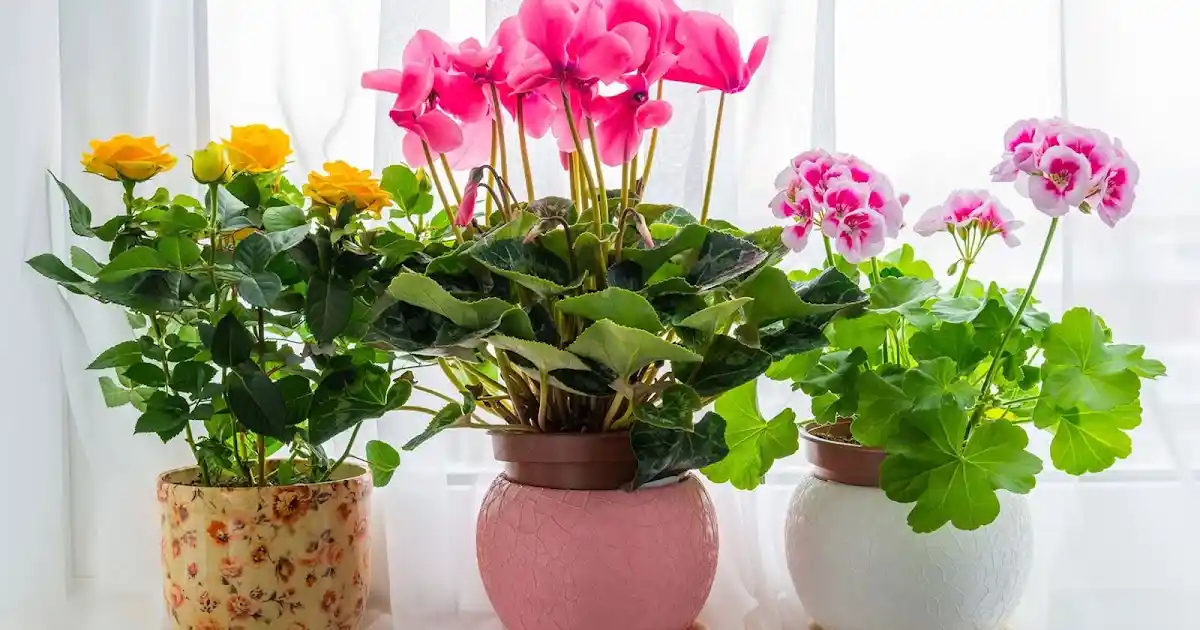 Ev Dekorasyonunu Geliştiren En İyi Saksı Bitkileri ve Dekorasyon İpuçları