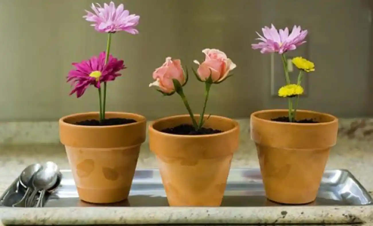 Evde Bakılacak Çiçekler ve Dekoratif Bitki Seçenekleri Rehberi