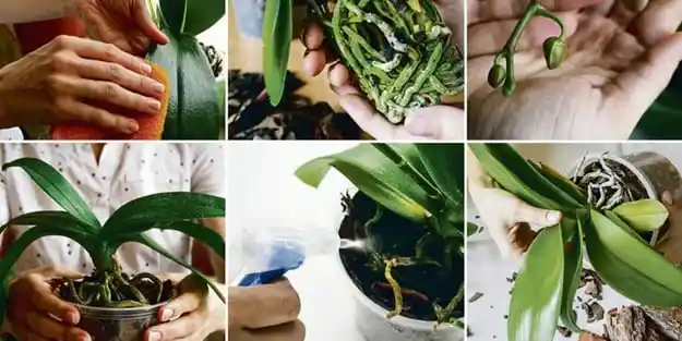 Evde Orkide Bakımı: Doğru Tekniklerle Şık ve Sağlıklı Çiçekler Yetiştirme Rehberi