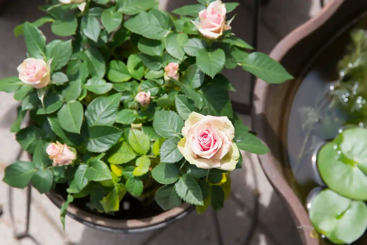 Evde Saksıda Gül Bakımı ve Çoğaltma Rehberi: Sağlıklı ve Güzel Güller İçin Temel İpuçları