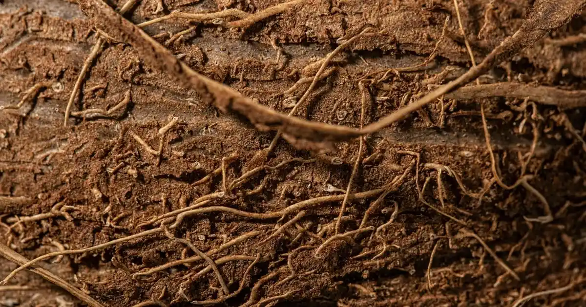 Fosforlu Saatler Dekorasyonda Şıklık ve İşlevselliği Bir Arada Sunar