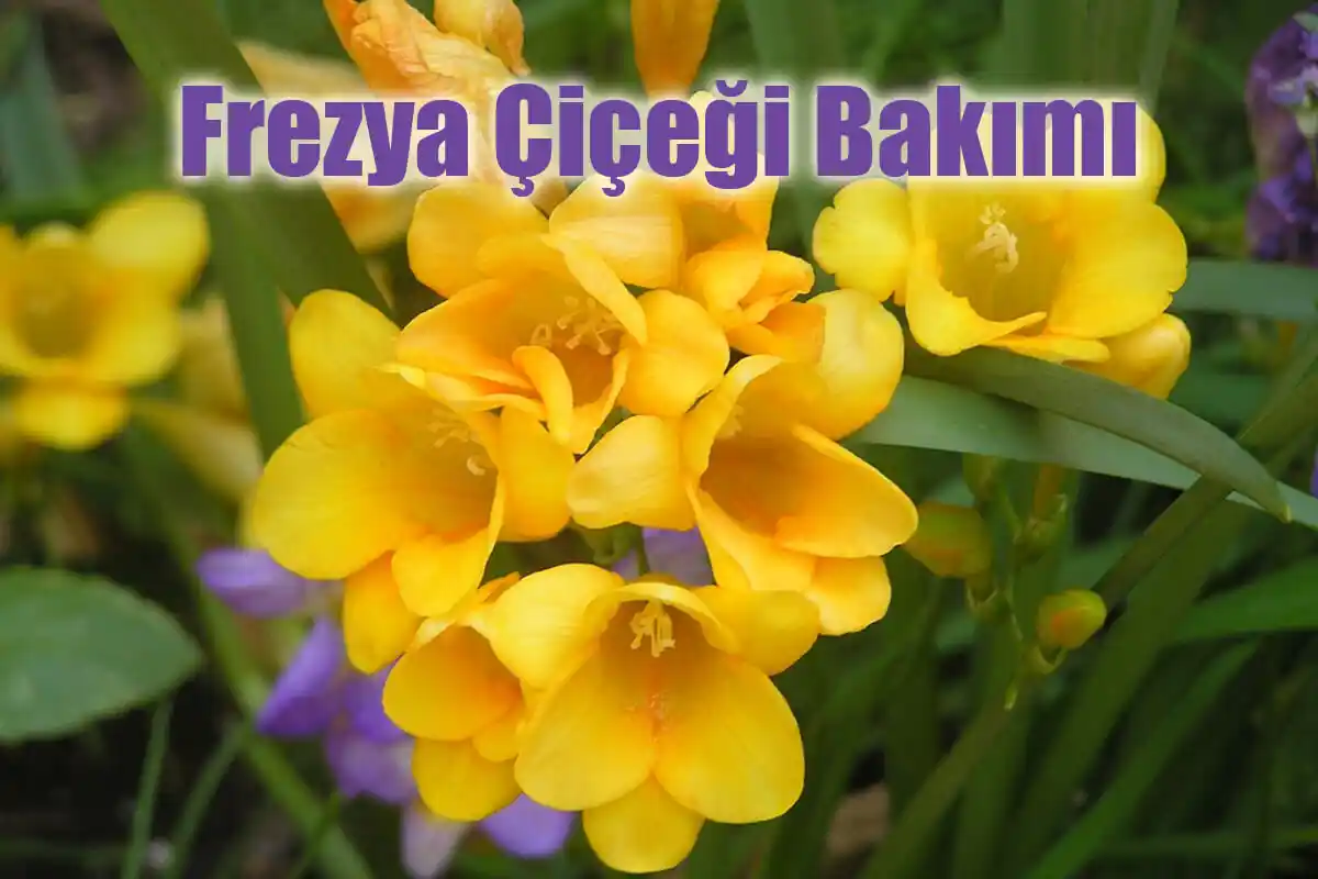 Frezya Çiçeği Dekorasyonda Zarafetin Simgesi ve Bakım İpuçları