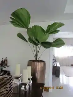 Geniş Yapraklı Salon Bitkileri ile Dekorasyonda Zarif ve Doğal Bir Atmosfer Yaratın