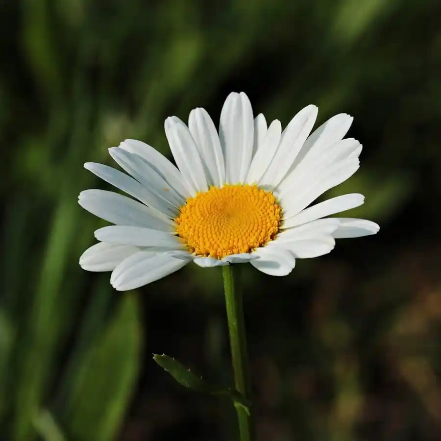 Güllerin Dekorasyondaki Önemi ve Trendleri: Estetik ve Anlamlı Kullanım İpuçları