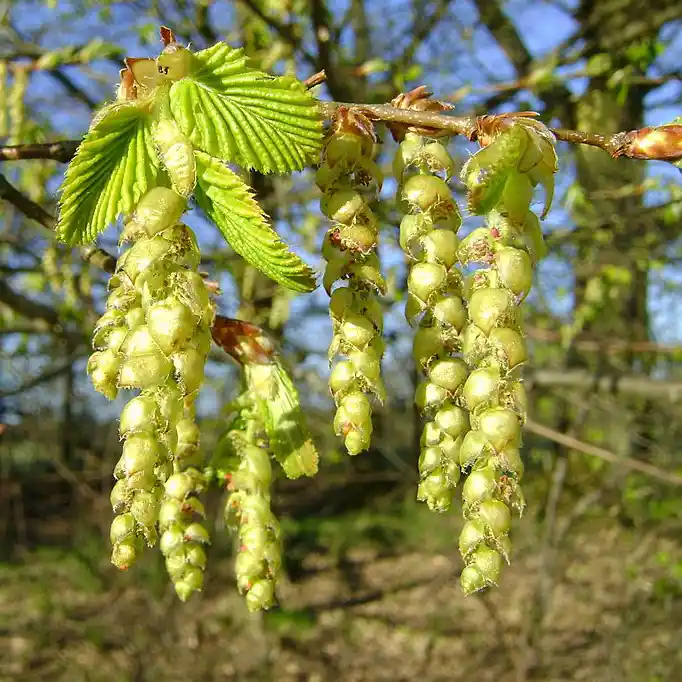 Gürgen Ağacı Kullanımı ve Dekorasyonda Estetik ve Dayanıklılık İpuçları