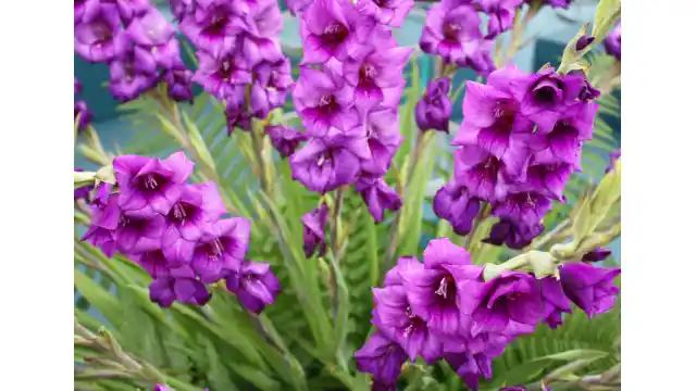 Güzel Çiçek Kokuları ve Dekorasyonda Kullanımı: Doğal ve Yapay Alternatifler