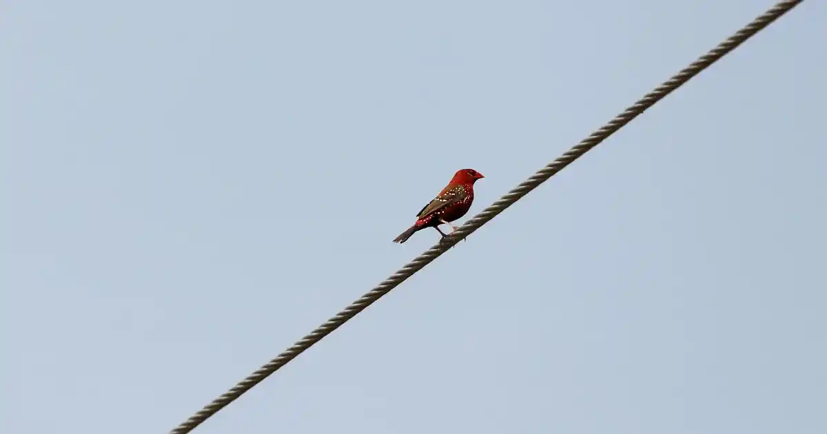 Harfli Cam Bardaklar ile Dekorasyonunuza Şık ve Kişiselleştirilmiş Dokunuşlar