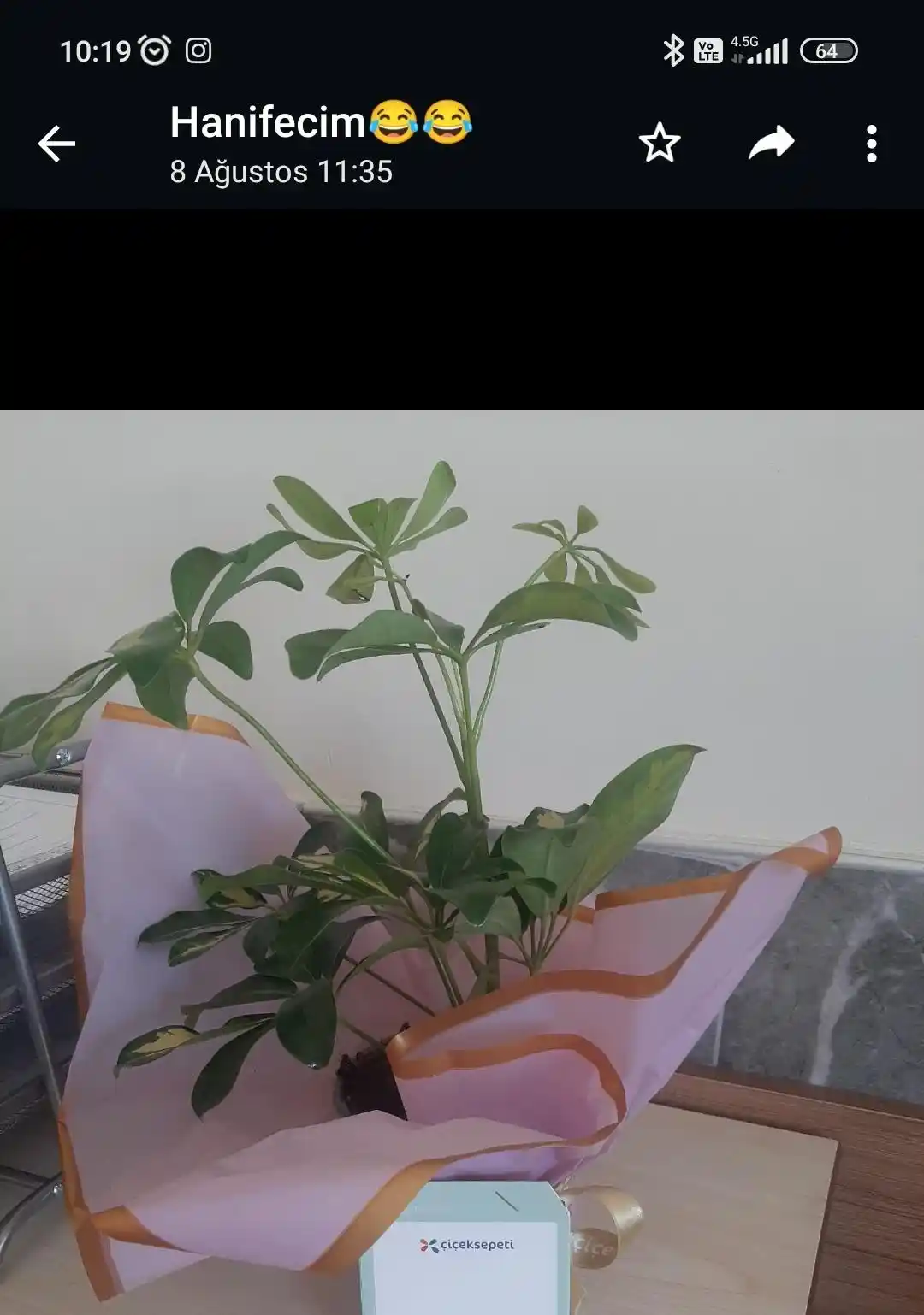 Hasta Çiçeği Nedir ve Dekorasyonda Kullanım İpuçlarıyla Mekânlara Canlılık Katın