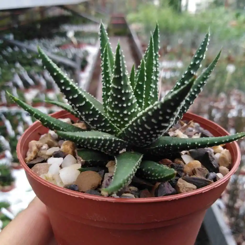 Haworthia Kaktüsleriyle Modern ve Sürdürülebilir İç ve Dış Mekan Dekorasyonu