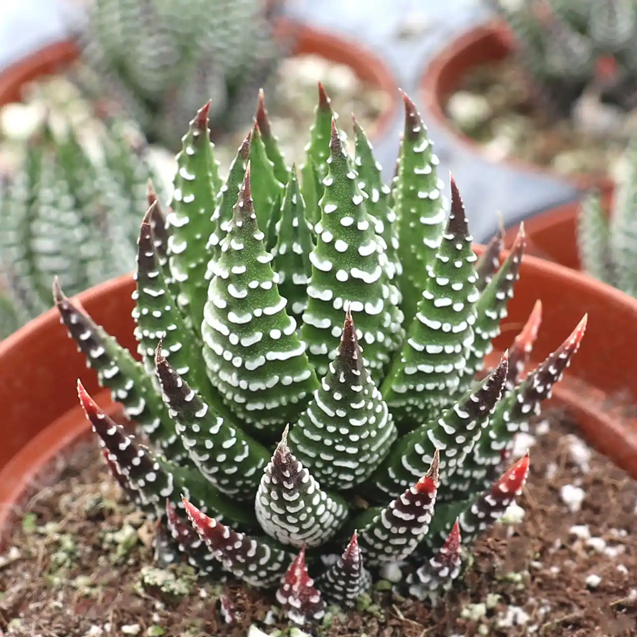 Haworthia Sukulentleri ile Modern ve Dayanıklı İç Mekan Dekorasyonu Önerileri