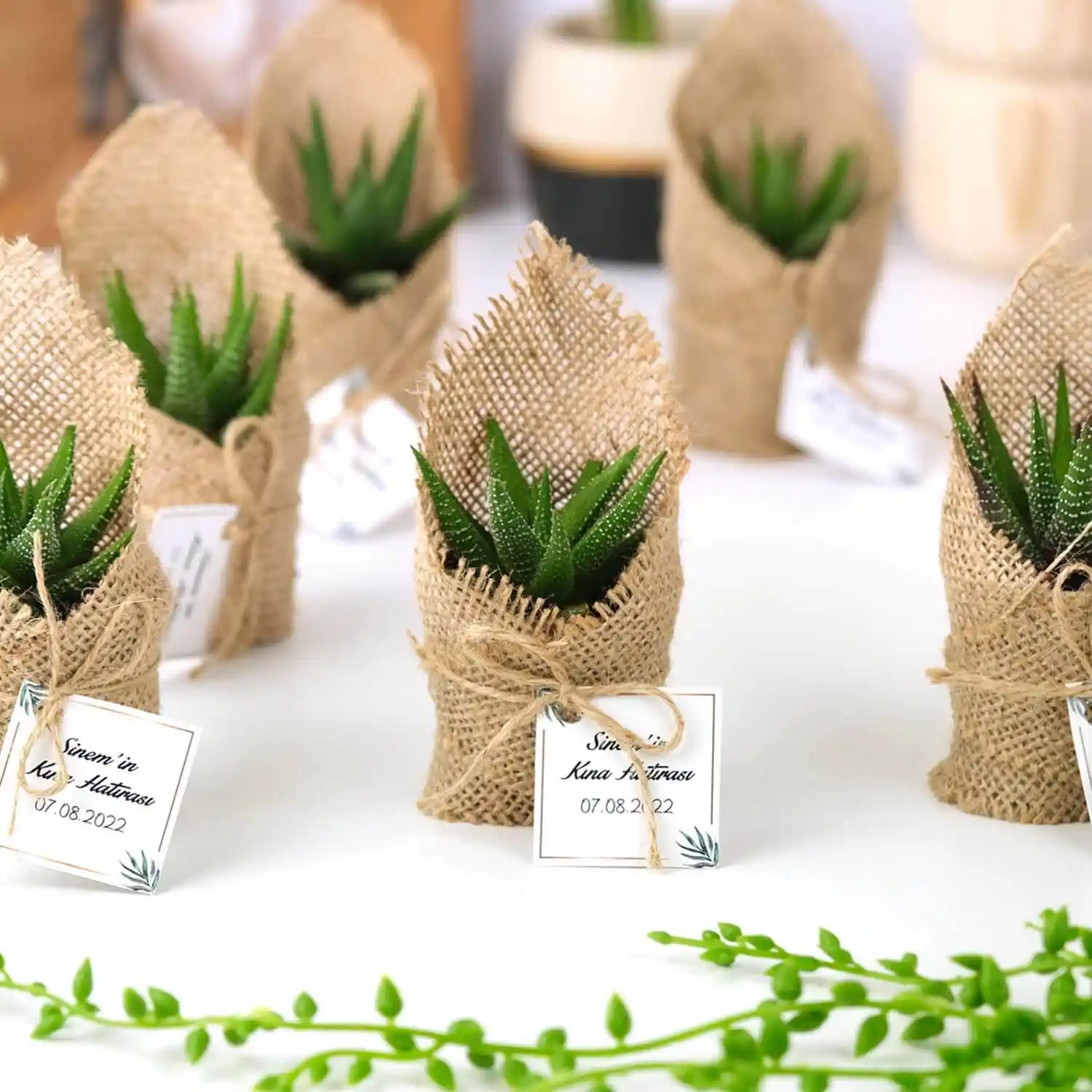 Hediyelik Sukulentlerle Dekorasyonda Doğadan İlham Alan Şık ve Kolay Kullanımlı Çözümler