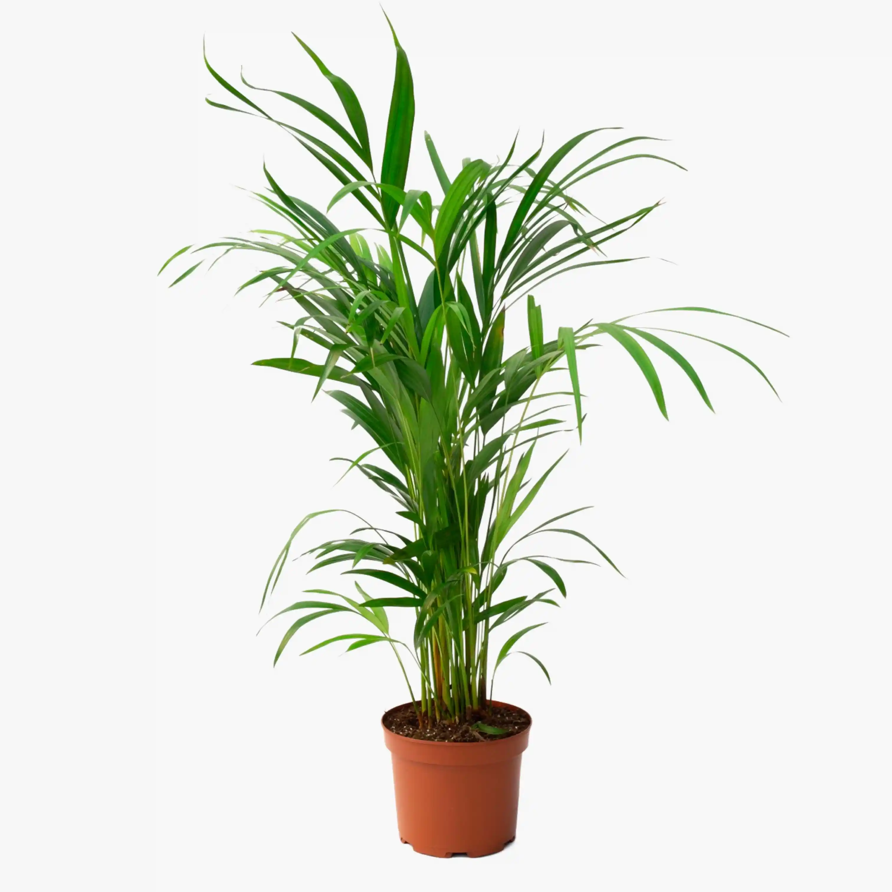 İç Mekan Dekorasyonunda Areka Palmiyesi ile Doğal ve Zarif Bir Atmosfer Yaratın