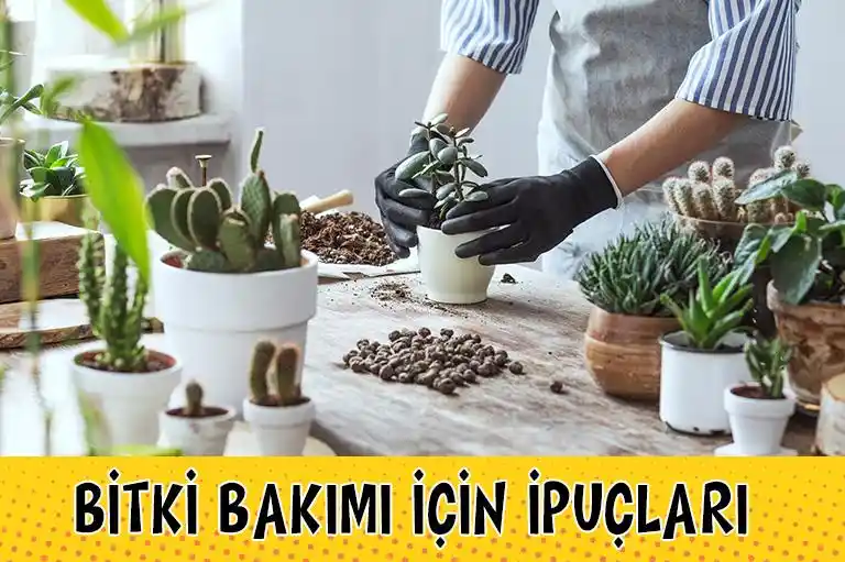 İç Mekan Dekorasyonunda Bitki Bakımı ve Doğal Estetik Yaratma Rehberi