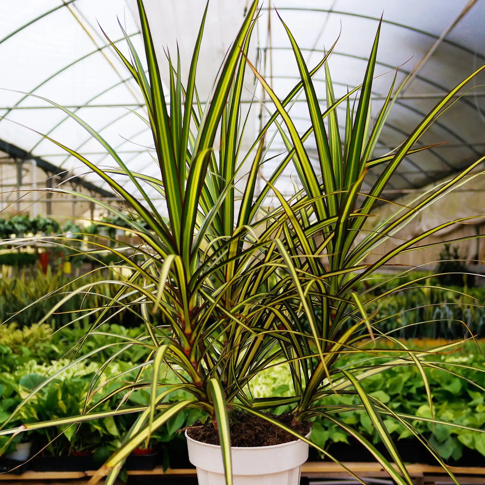 İç Mekan Dekorasyonunda Dracaena Marginata ile Doğal ve Şık Ortamlar Yaratın