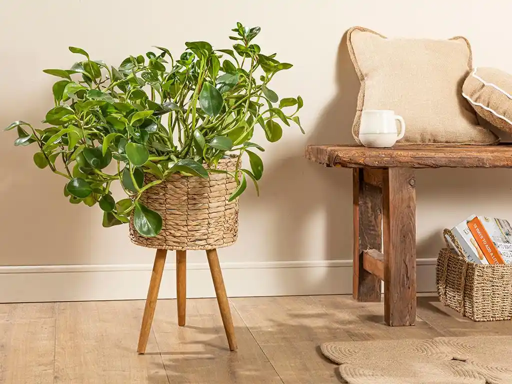 İngiliz Ev Saksiği Dekorasyonu: Şıklık ve İşlevselliğin Birleşimi