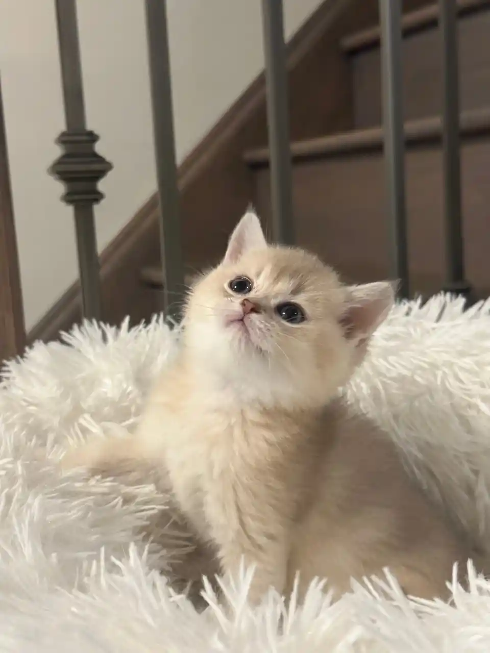 İngiliz Evi Dekorasyonu: Klasik ve Modern Unsurlarla Zarif Mekânlar Yaratma