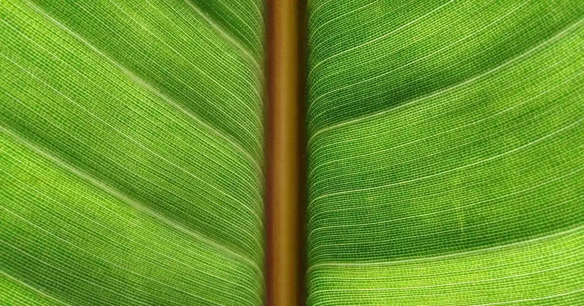 Kadın Ev Terliği Modelleri ve Dekorasyonda Şıklık ile Konforun Buluşması