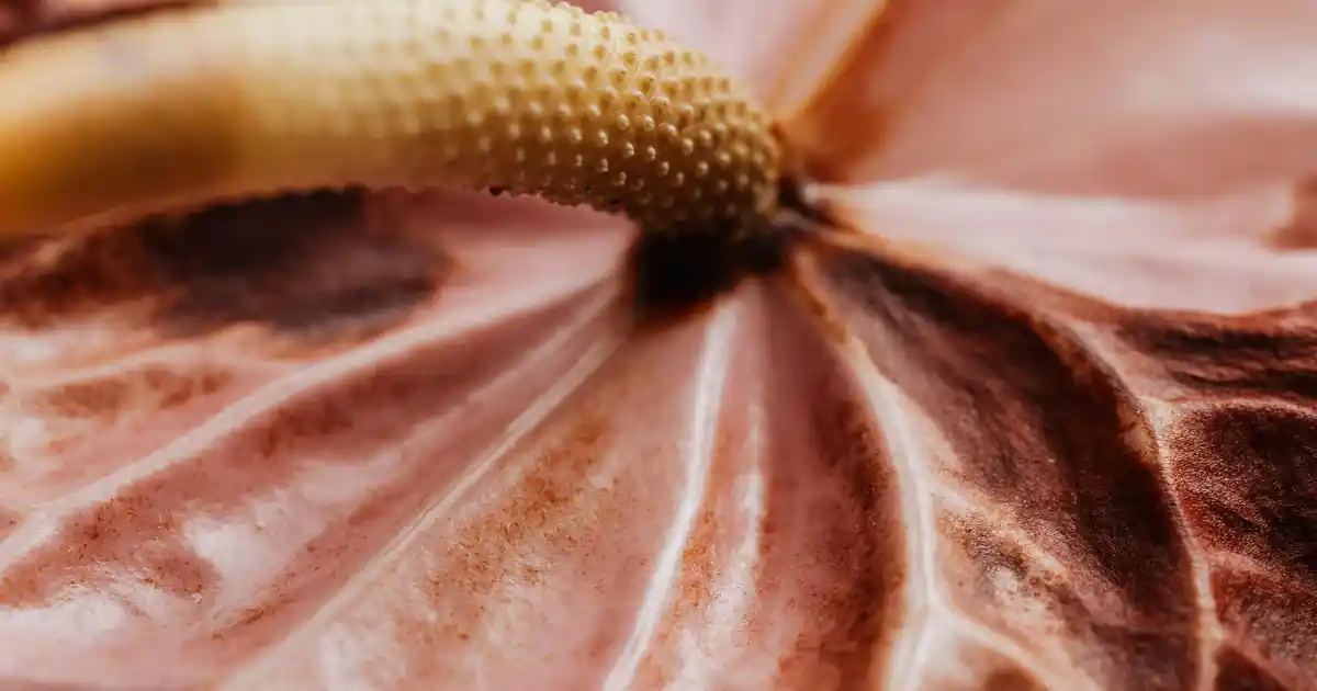 Kahve Demleme Ekipmanlarıyla Dekorasyona Zarif ve Fonksiyonel Dokunuşlar