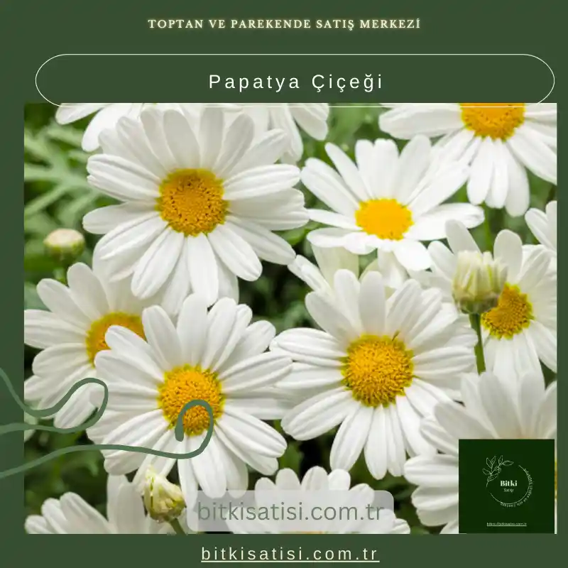 Papatya Çiçekleri ile Dekorasyonunuzu Doğal ve Zarif Şekilde Zenginleştirin