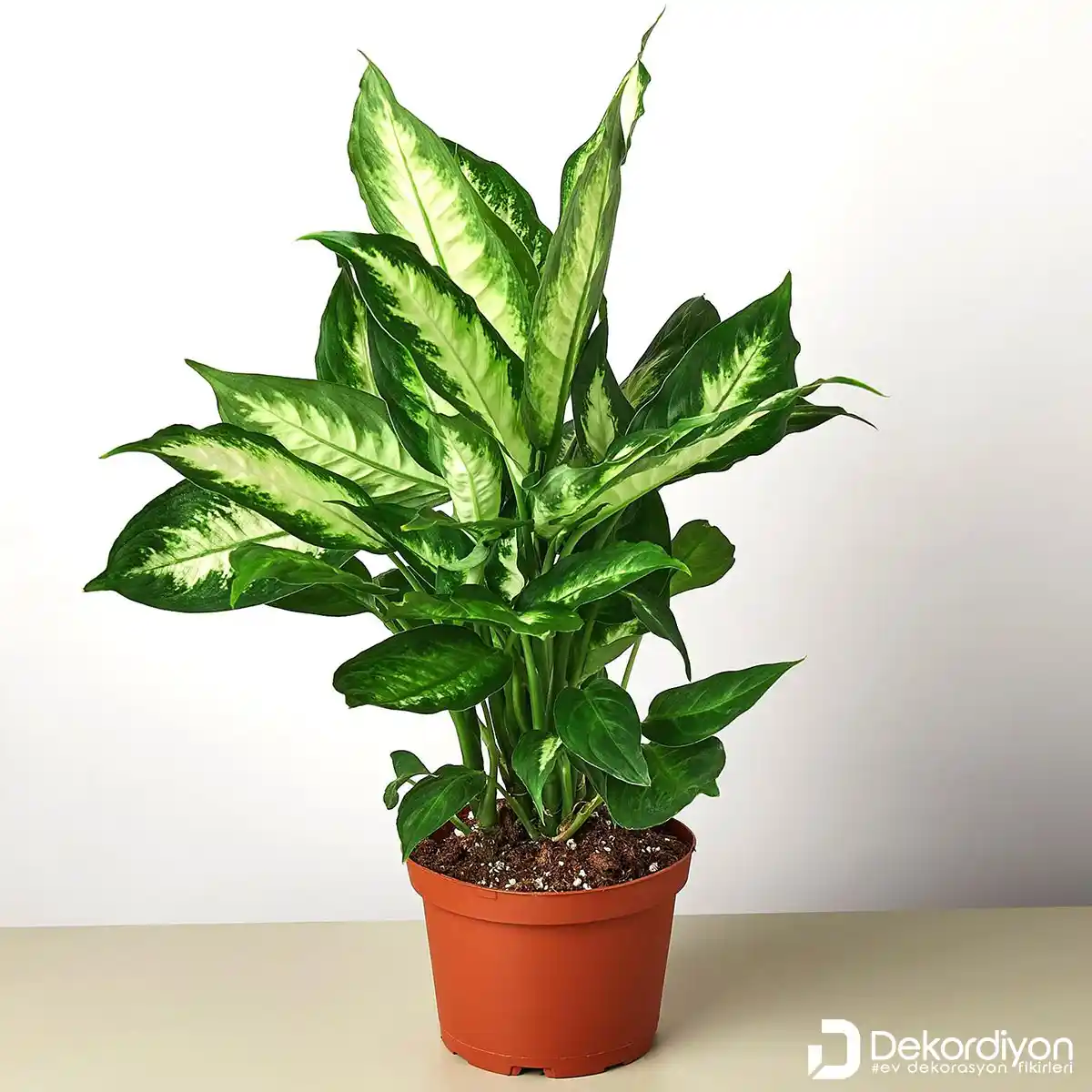 Salon Dekorasyonunda En Çok Tercih Edilen Çiçekler ve Dekorasyon İpuçları