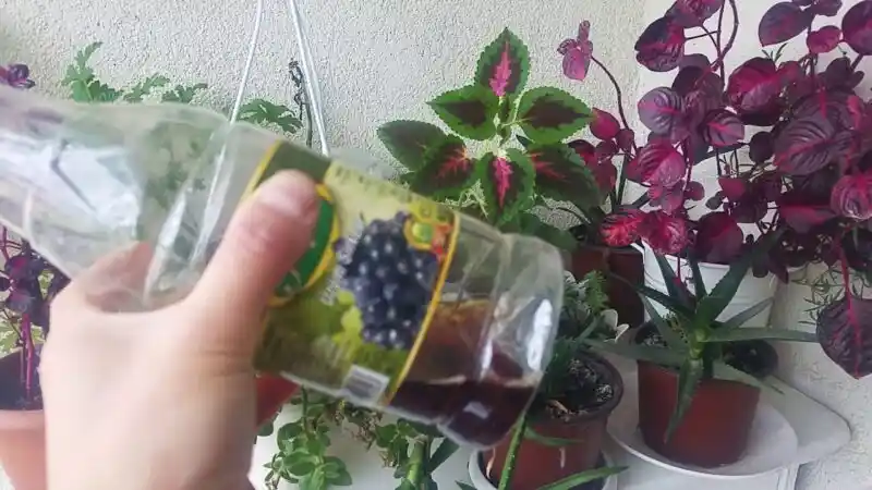 Solmuş Çiçekleri Temizleme ve Yeniden Canlandırma Yöntemleri Rehberi