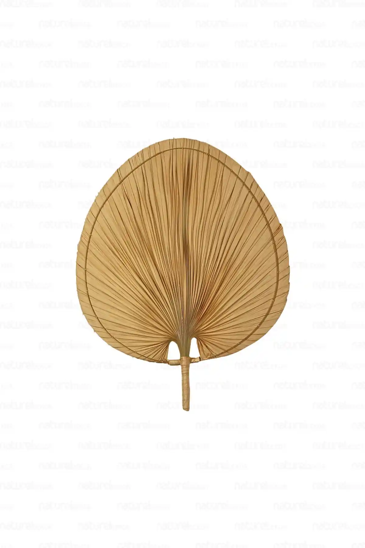 Doğal ve Estetik Bohem Palmiye Yaprağı Japon Yelpazesi Duvar Dekoru